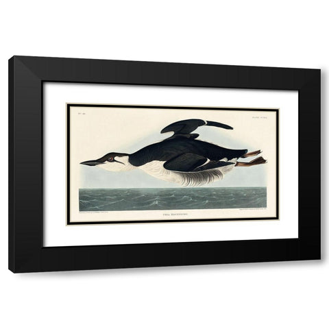 Uria Brunnichi Black Modern Wood Framed Art Print with Double Matting by Audubon, John James