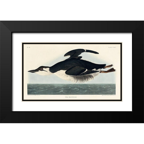 Uria Brunnichi Black Modern Wood Framed Art Print with Double Matting by Audubon, John James