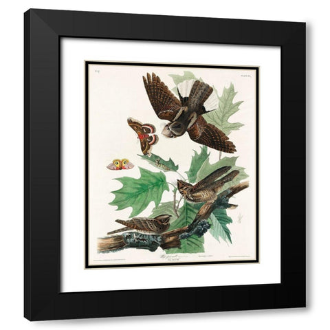 Whip-poor-will Black Modern Wood Framed Art Print with Double Matting by Audubon, John James