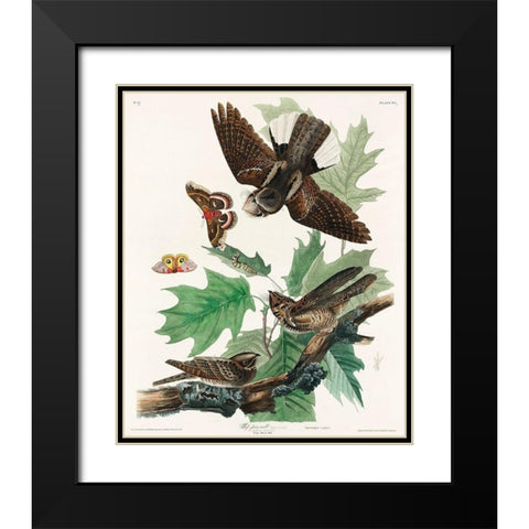 Whip-poor-will Black Modern Wood Framed Art Print with Double Matting by Audubon, John James