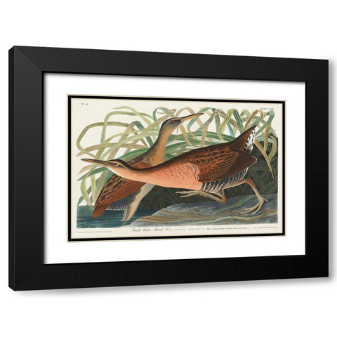 Fresh Water Marsh Black Modern Wood Framed Art Print with Double Matting by Audubon, John James