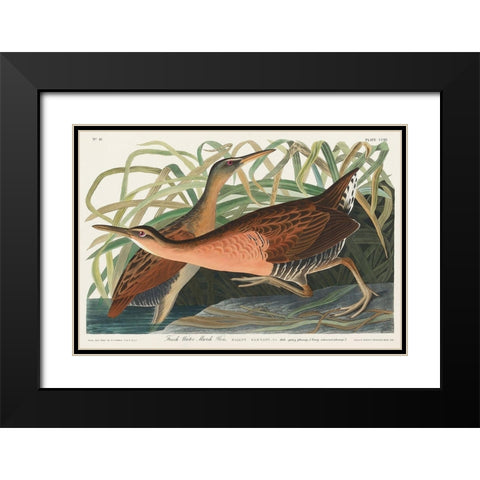 Fresh Water Marsh Black Modern Wood Framed Art Print with Double Matting by Audubon, John James