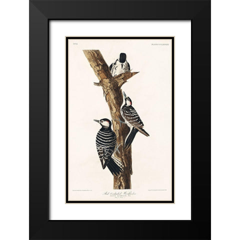 Red-Cockaded Woodpecker Black Modern Wood Framed Art Print with Double Matting by Audubon, John James