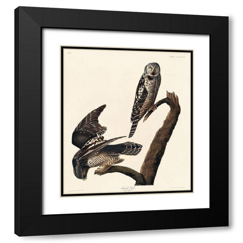 Hawk Owl Black Modern Wood Framed Art Print with Double Matting by Audubon, John James