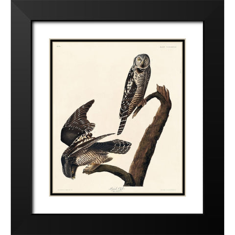 Hawk Owl Black Modern Wood Framed Art Print with Double Matting by Audubon, John James