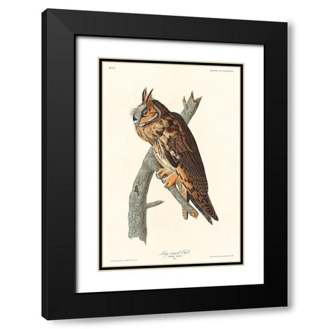 Long-eared Owl Black Modern Wood Framed Art Print with Double Matting by Audubon, John James