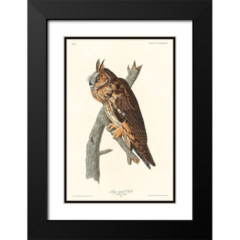 Long-eared Owl Black Modern Wood Framed Art Print with Double Matting by Audubon, John James
