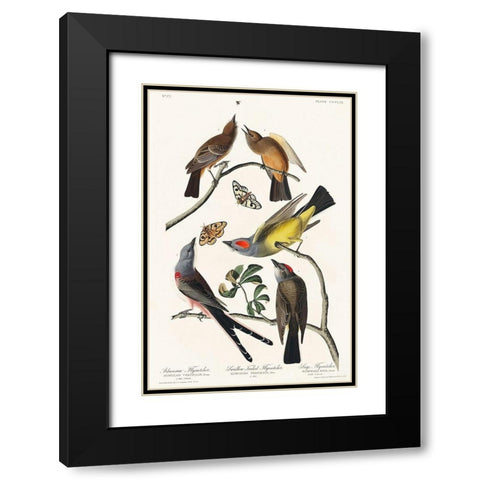 Arkansaw Flycatcher, Swallow-Tailed Flycatcher and Says Flycatcher Black Modern Wood Framed Art Print with Double Matting by Audubon, John James