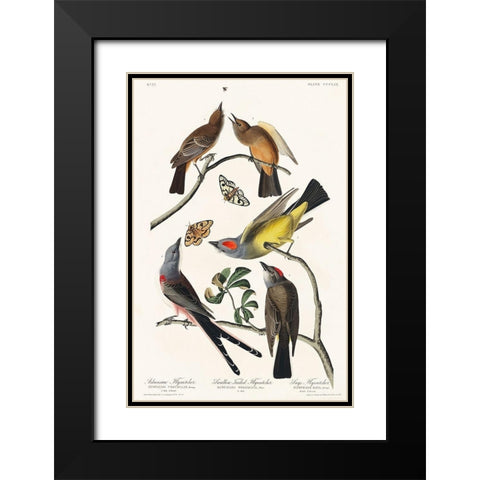 Arkansaw Flycatcher, Swallow-Tailed Flycatcher and Says Flycatcher Black Modern Wood Framed Art Print with Double Matting by Audubon, John James