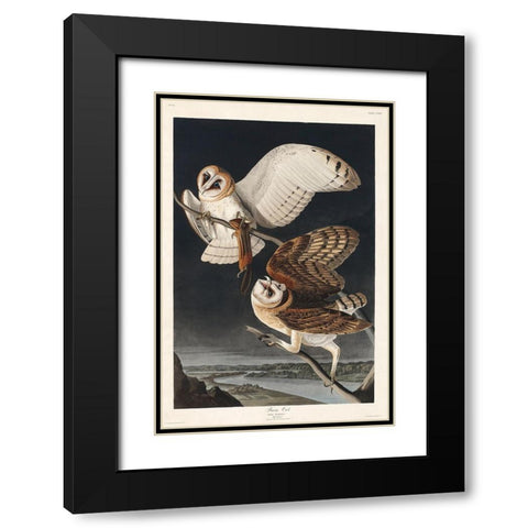 Barn OwlÂ  Black Modern Wood Framed Art Print with Double Matting by Audubon, John James