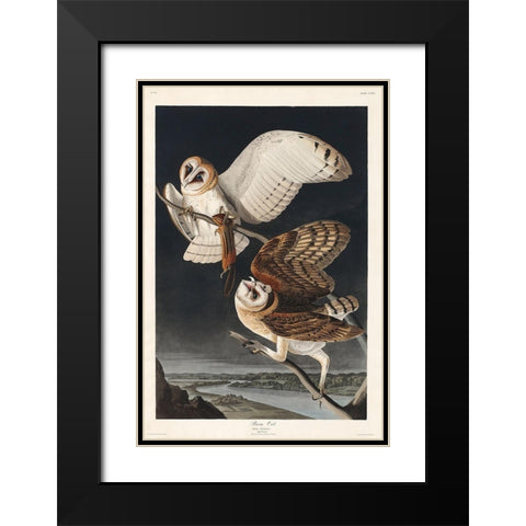 Barn OwlÂ  Black Modern Wood Framed Art Print with Double Matting by Audubon, John James