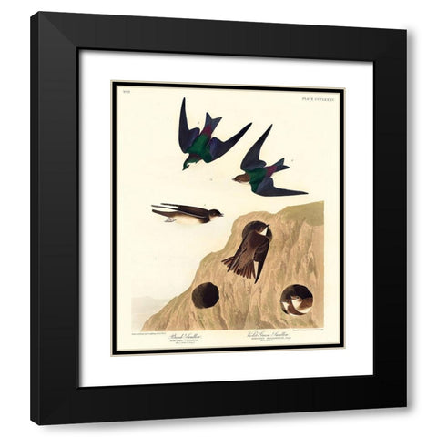 Bank Swallow and Violet-green Swallow Black Modern Wood Framed Art Print with Double Matting by Audubon, John James
