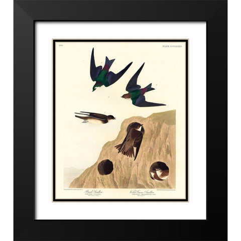 Bank Swallow and Violet-green Swallow Black Modern Wood Framed Art Print with Double Matting by Audubon, John James