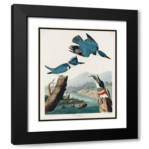 Belted Kingfisher Black Modern Wood Framed Art Print with Double Matting by Audubon, John James