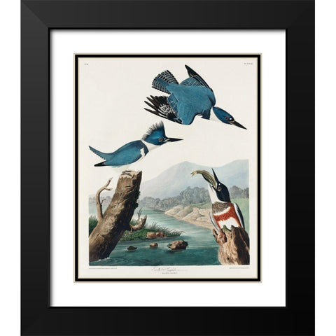 Belted Kingfisher Black Modern Wood Framed Art Print with Double Matting by Audubon, John James