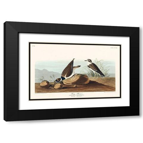 Ring Plover Black Modern Wood Framed Art Print with Double Matting by Audubon, John James