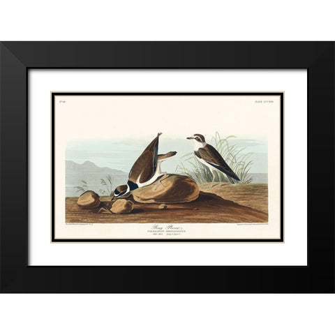 Ring Plover Black Modern Wood Framed Art Print with Double Matting by Audubon, John James
