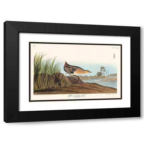 Yellow-breasted Rail Black Modern Wood Framed Art Print with Double Matting by Audubon, John James