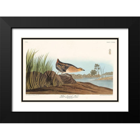 Yellow-breasted Rail Black Modern Wood Framed Art Print with Double Matting by Audubon, John James