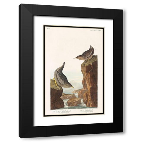 Columbian Water Ouzel and Arctic Water Ouzel Black Modern Wood Framed Art Print with Double Matting by Audubon, John James