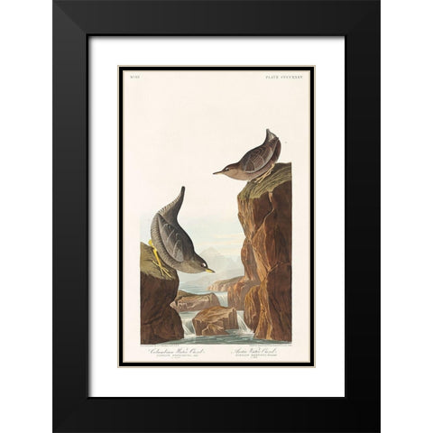 Columbian Water Ouzel and Arctic Water Ouzel Black Modern Wood Framed Art Print with Double Matting by Audubon, John James