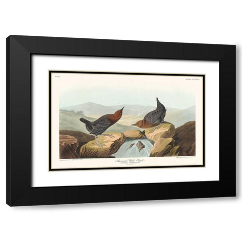 American Water Ouzel Black Modern Wood Framed Art Print with Double Matting by Audubon, John James
