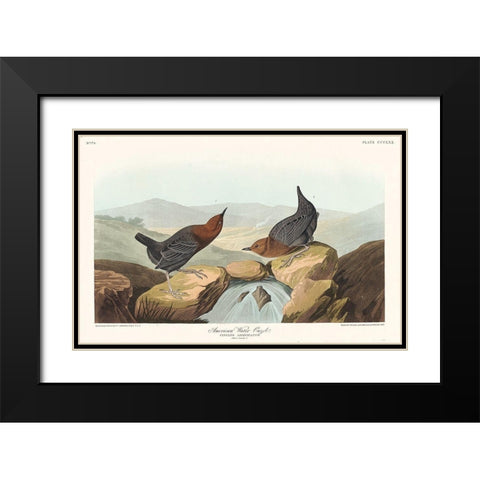 American Water Ouzel Black Modern Wood Framed Art Print with Double Matting by Audubon, John James