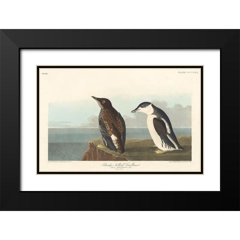 Slender-billed Guillemot Black Modern Wood Framed Art Print with Double Matting by Audubon, John James