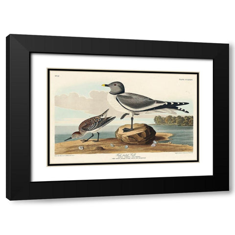 Fork-tailed Gull Black Modern Wood Framed Art Print with Double Matting by Audubon, John James