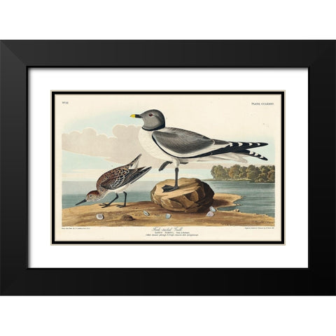 Fork-tailed Gull Black Modern Wood Framed Art Print with Double Matting by Audubon, John James