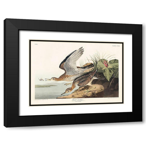 Bartram Sandpiper Black Modern Wood Framed Art Print with Double Matting by Audubon, John James