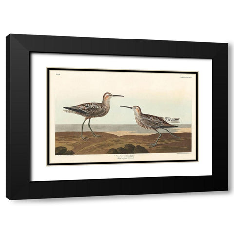 Long-legged Sandpiper Black Modern Wood Framed Art Print with Double Matting by Audubon, John James