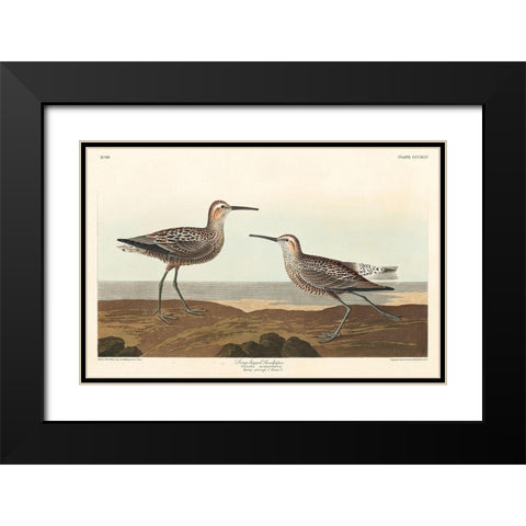 Long-legged Sandpiper Black Modern Wood Framed Art Print with Double Matting by Audubon, John James