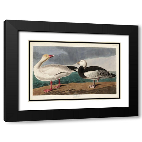 Snow Goose Black Modern Wood Framed Art Print with Double Matting by Audubon, John James