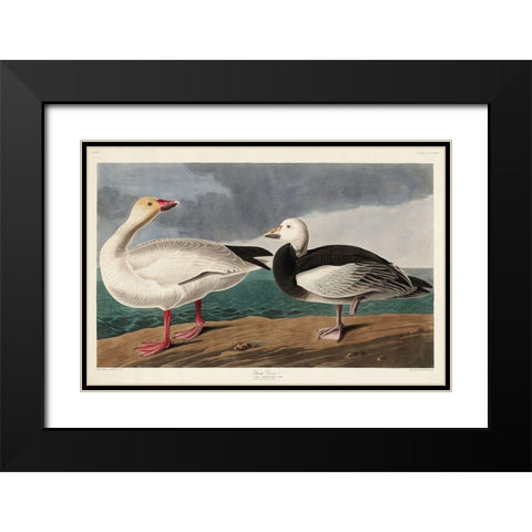 Snow Goose Black Modern Wood Framed Art Print with Double Matting by Audubon, John James
