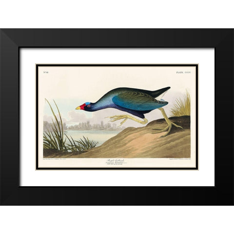 Purple Gallinule Black Modern Wood Framed Art Print with Double Matting by Audubon, John James