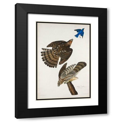 Stanley Hawk Black Modern Wood Framed Art Print with Double Matting by Audubon, John James