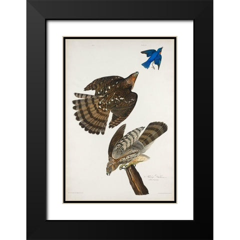 Stanley Hawk Black Modern Wood Framed Art Print with Double Matting by Audubon, John James