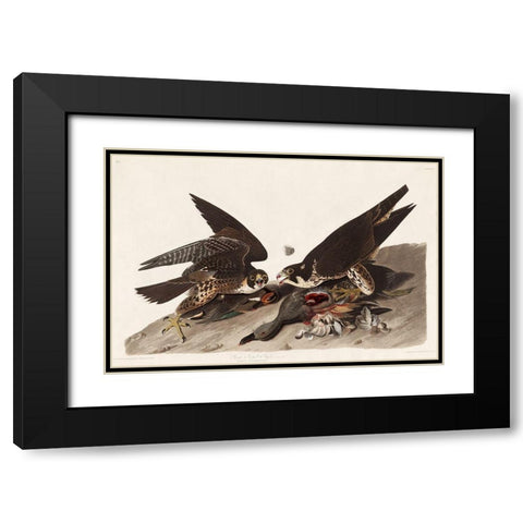 Great Footed Hawk Black Modern Wood Framed Art Print with Double Matting by Audubon, John James
