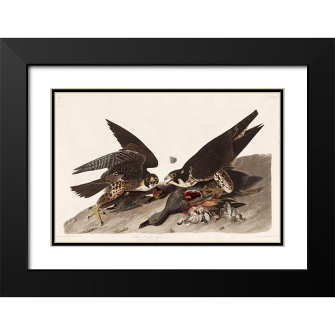 Great Footed Hawk Black Modern Wood Framed Art Print with Double Matting by Audubon, John James