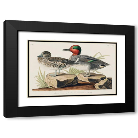 Green winged Teal Black Modern Wood Framed Art Print with Double Matting by Audubon, John James