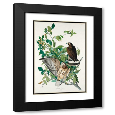 Broad-winged Hawk Black Modern Wood Framed Art Print with Double Matting by Audubon, John James