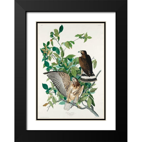 Broad-winged Hawk Black Modern Wood Framed Art Print with Double Matting by Audubon, John James