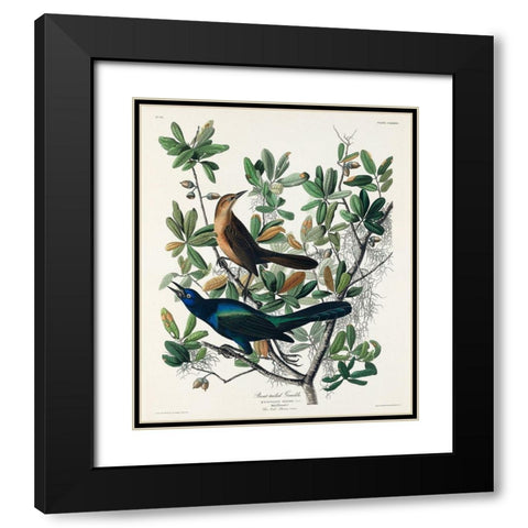 Boat-tailed Grackle Black Modern Wood Framed Art Print with Double Matting by Audubon, John James