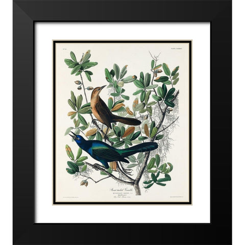 Boat-tailed Grackle Black Modern Wood Framed Art Print with Double Matting by Audubon, John James