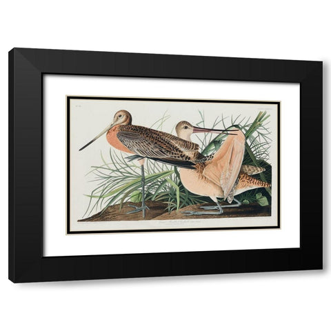 Great Marbled Godwit Black Modern Wood Framed Art Print with Double Matting by Audubon, John James