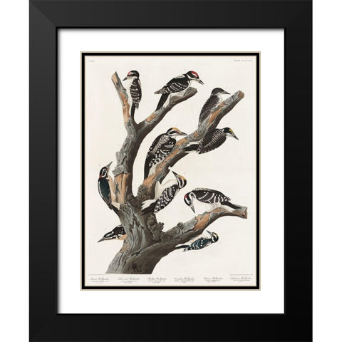 Marias Woodpecker Black Modern Wood Framed Art Print with Double Matting by Audubon, John James