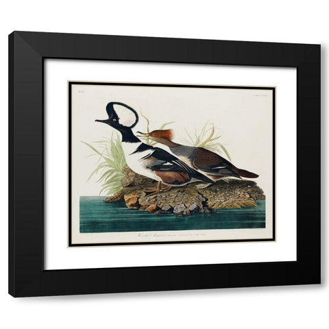 Hooded MerganserÂ  Black Modern Wood Framed Art Print with Double Matting by Audubon, John James