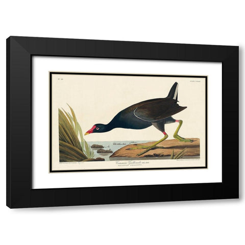 Common Gallinule Black Modern Wood Framed Art Print with Double Matting by Audubon, John James