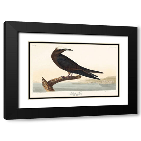 Noddy Tern Black Modern Wood Framed Art Print with Double Matting by Audubon, John James